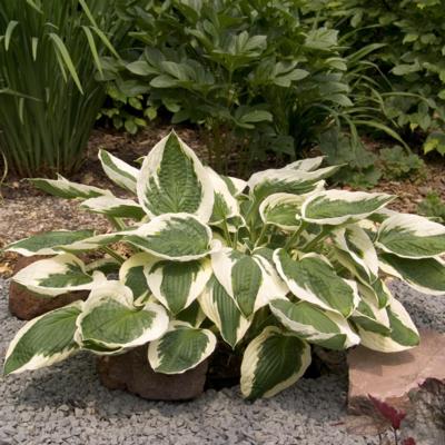 Hosta 'Patriot'